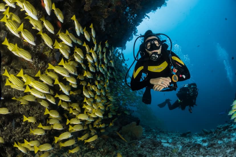 Snorkeling and marine life in Musandam